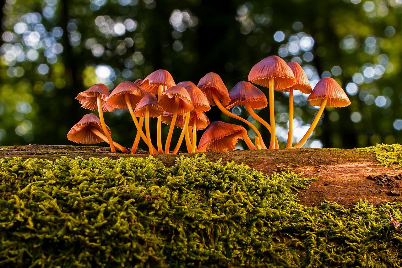 mushrooms-3659165_1280