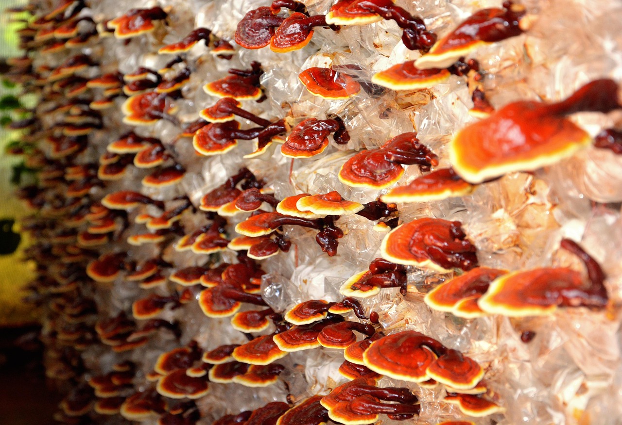 reishi-1962244_1280